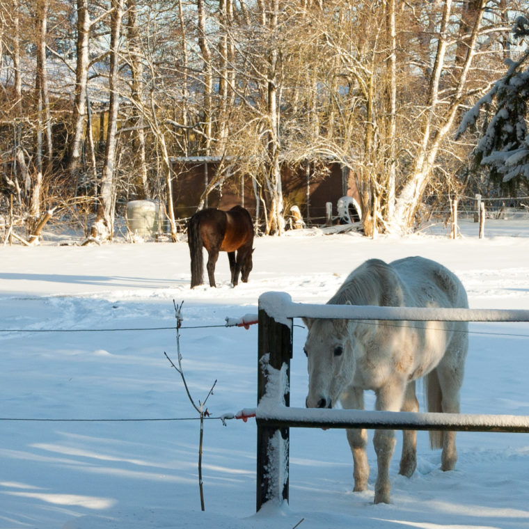 Winter, Winterweide, Weide, Ganzjahresweide, Pferd, Pony, Offenstall