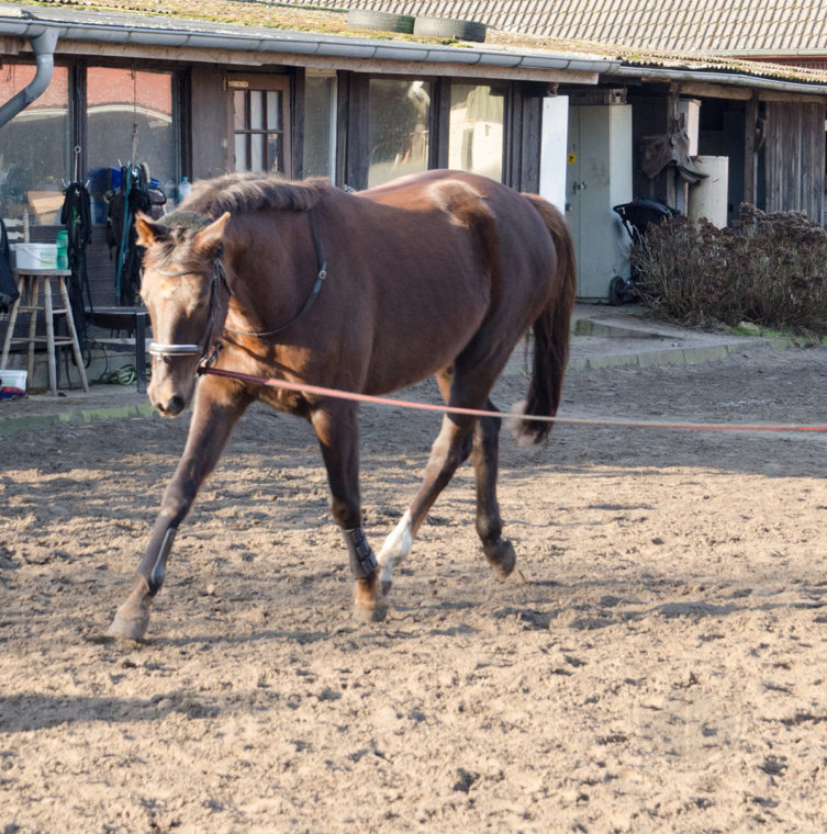 Frühling, Reitplatz, Longieren, Ostwind