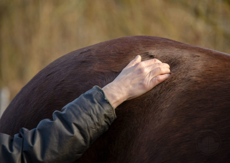 Tellington Massage Pferde Pferdemassage Muskellockerung Pferde