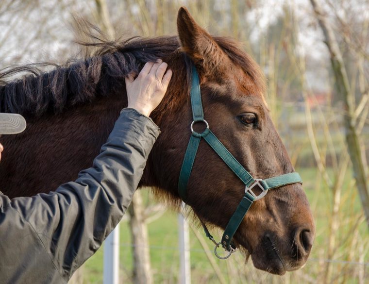 Tellington Massage Pferde Pferdemassage Muskellockerung Pferde