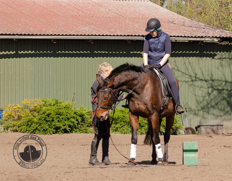 Reitanfänger, Reiten lernen als Erwachsener, Reitkurs, Reitschule, Reiter, Pferd, aufsitzen, Wallach