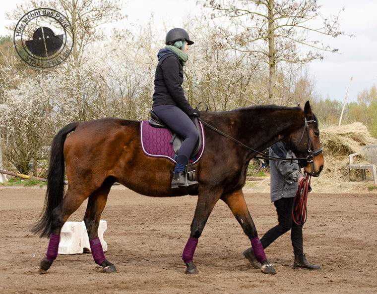 Reiten lernen als Erwachsener, Reiten, Reitschule, Reitanfänger, Reiter, Pferd, Reiterhof