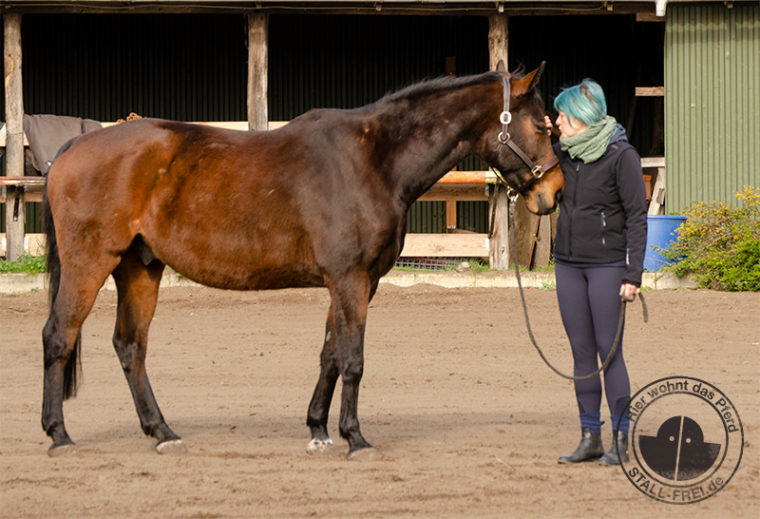 Reiten lernen als Erwachsener, Reiten, Reitschule, Reitanfänger, Reiter, Pferd, Reiterhof