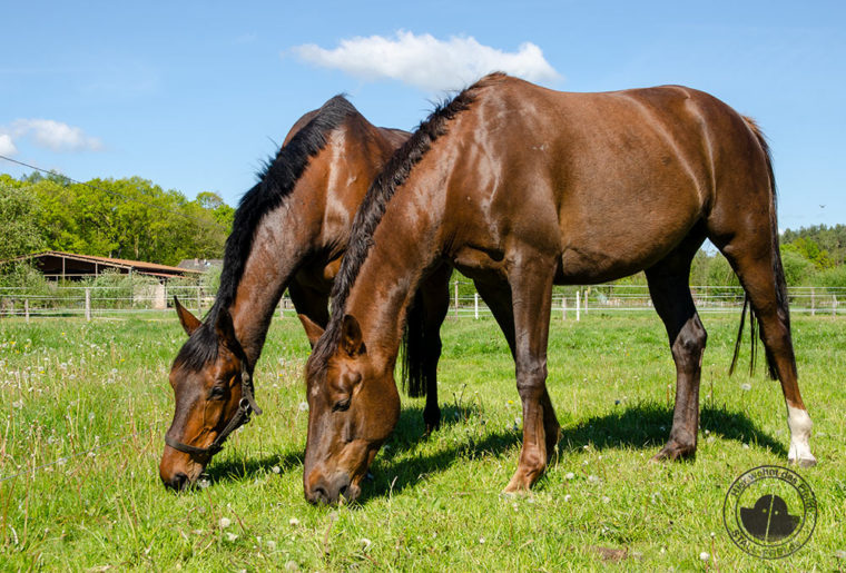 Weide, Koppel, Offenstall, Weideplatz, Wallachherde, Pony, Stutenherde, Koppelgang, Weidegang, Weidesaison