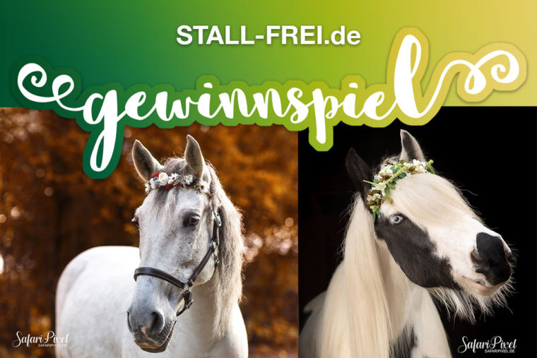 STALL-FREI.de, sweet 16, Geburtstag, 16. Geburtstag, Blütenpferdchen, Stirnriemen, Gewinnspiel, Onlinverzeichnis, Stallverzeichnis, freie Boxen