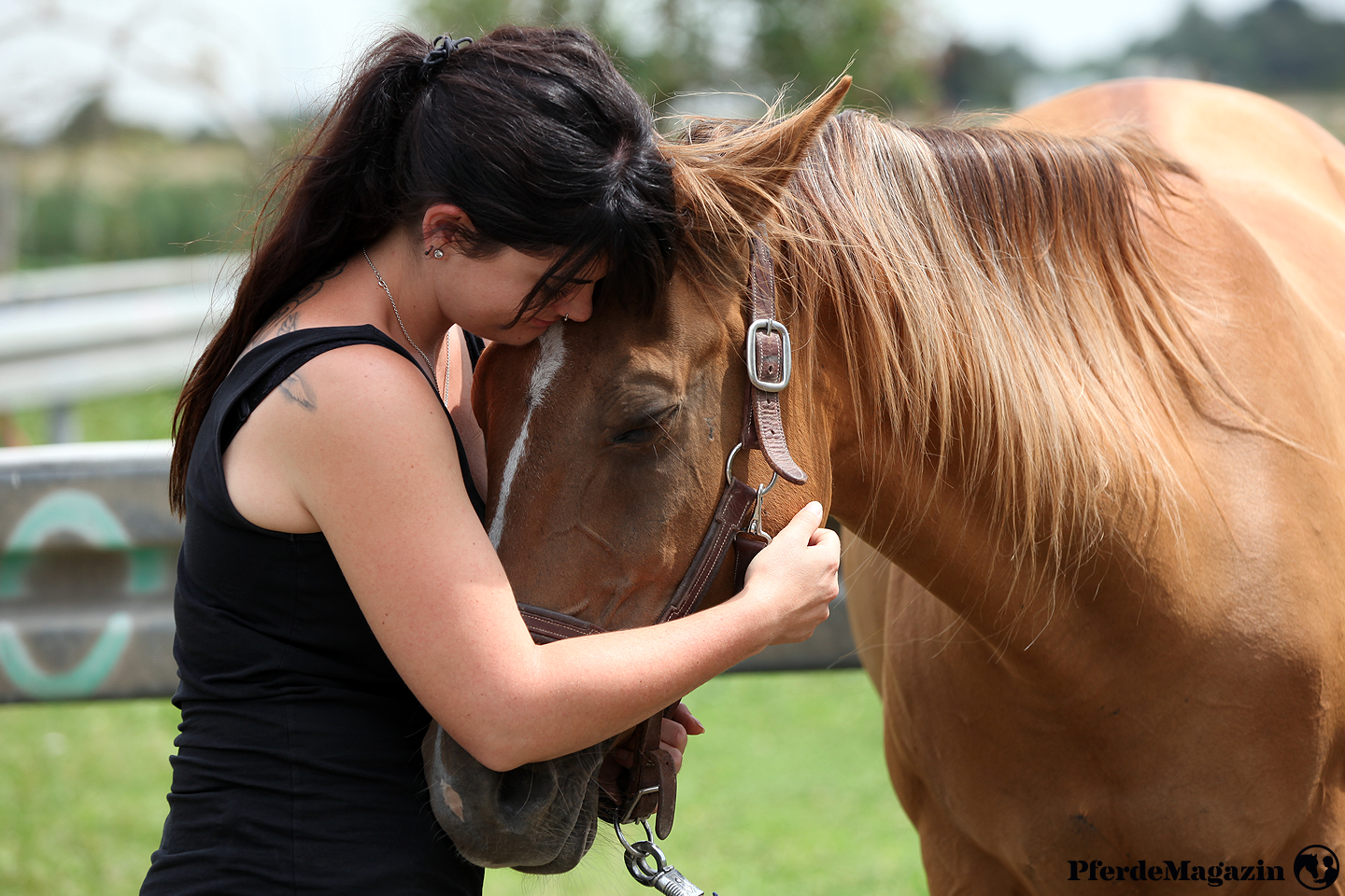 PferdeMagazin, Online-Magazin, Plattform, Vidoes, Artikel, Pferde, Pferdewissen, Reitsport, Pferdeausbildung, Gesundheit, Reiter