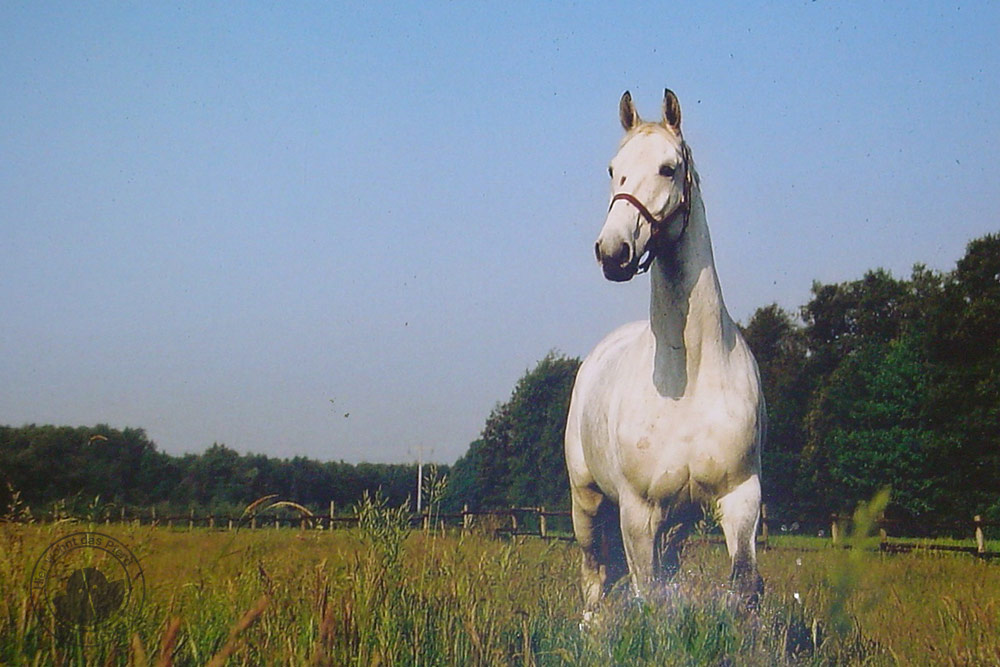 Erinnerungen mein Pferd