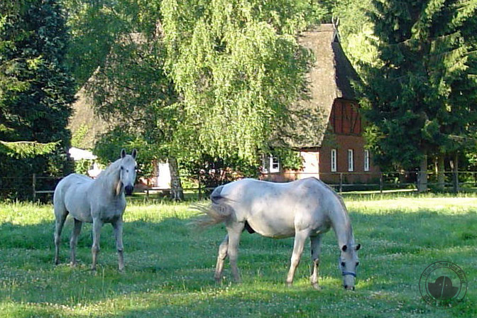 Erinnerungen mein Pferd