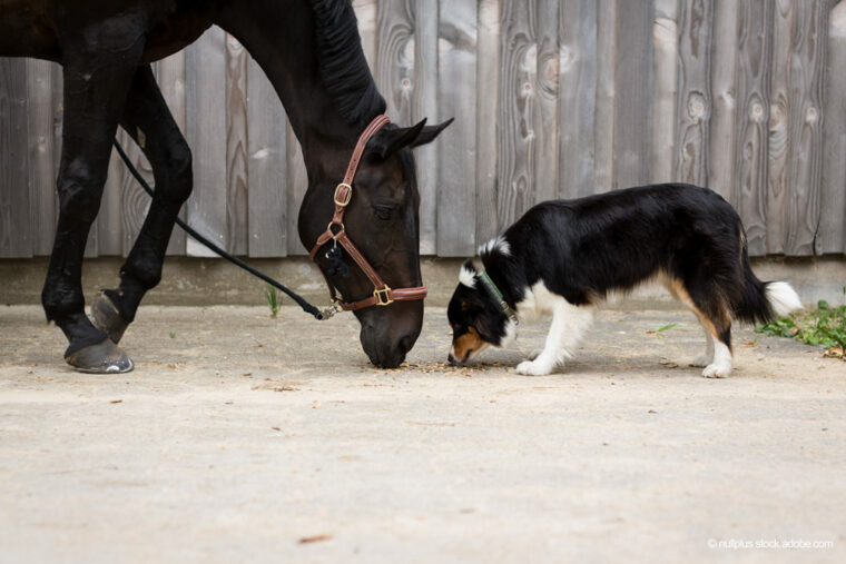 Pferd und Hund fressen zusammen