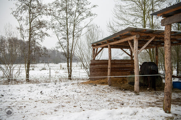 Paddock mit Schnee und Unterstand