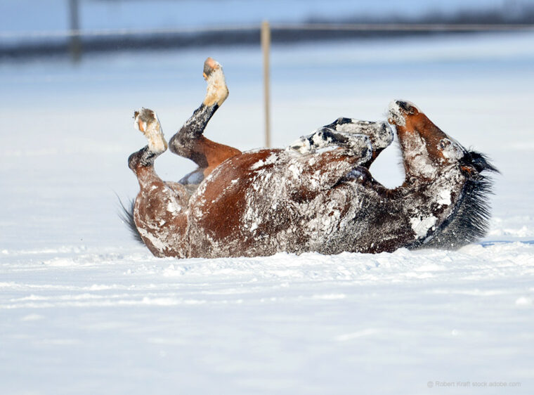 Pferde wälzt sich im Schnee