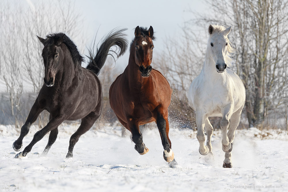 Rappe, Fuchs und Schimmel auf einer Schnee bedecken Weide