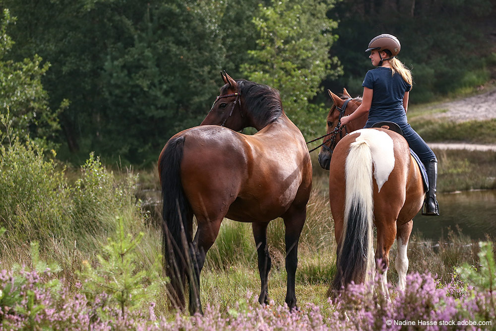 Zwei Pferde in der Heide, eine Reiterin ohne Sattel