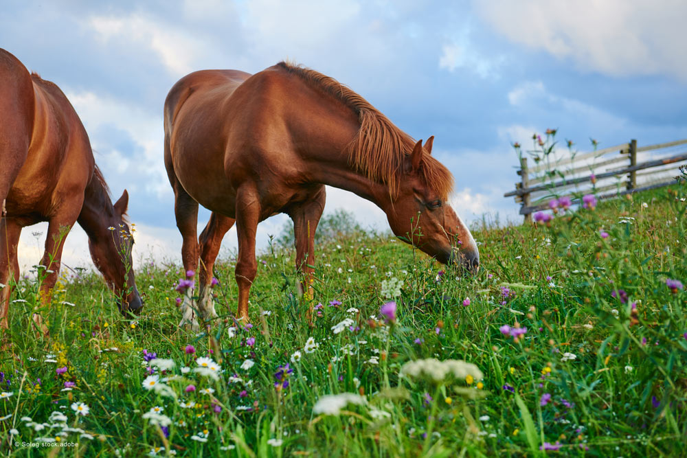 pferde auf Weide mit blumen