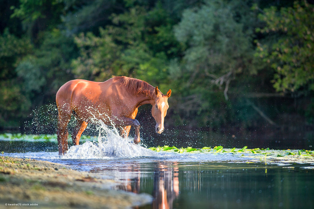 pferd im Wasser