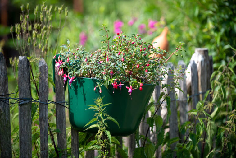 Bepflanzter Futtertrog am Gartenzaun