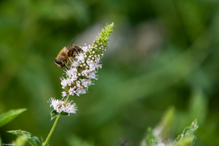 Biene an einer Salbeiblüte