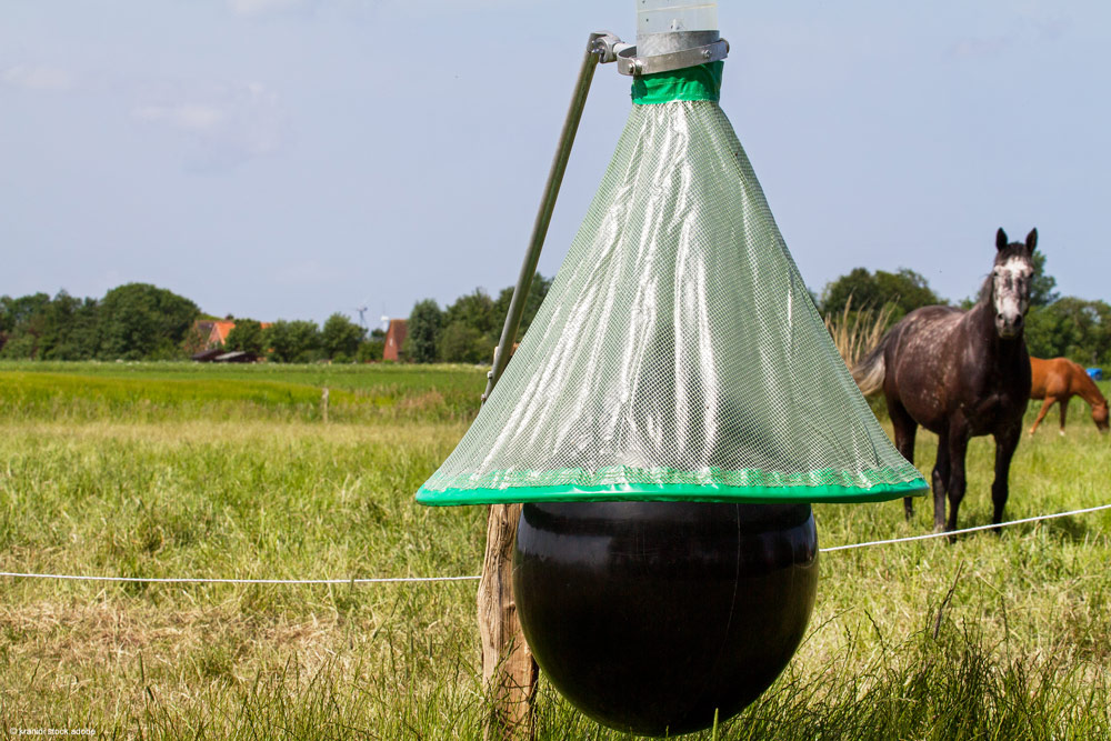 Bremsenfalle auf einer Pferdeweide