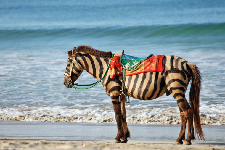 Pferde mit aufgemalten Zebrastreifen am Strand