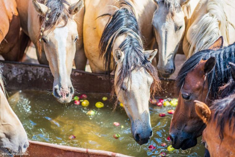 Tränke mit Wasser und Äpfeln und Pferden