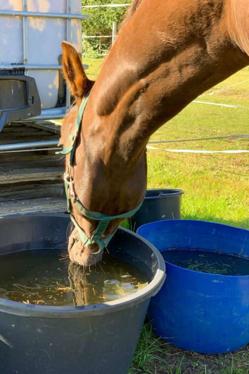 Pferd trinkt aus Bottich mit Regenwasser