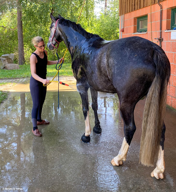 Pferde auf Waschplatz mit Wasserschlauch