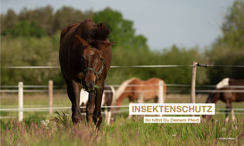 Pferd schütteln Fliegen auf der Weide ab