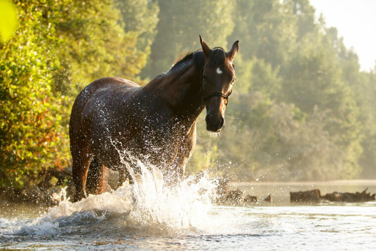 Pferd planscht im Fluss