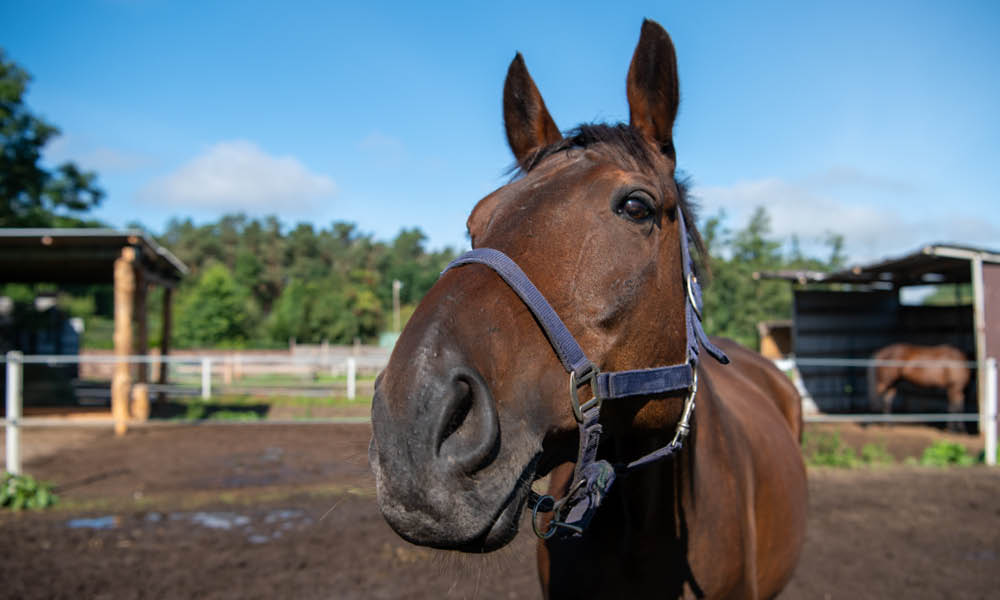 Pferd guckt in die Kamera