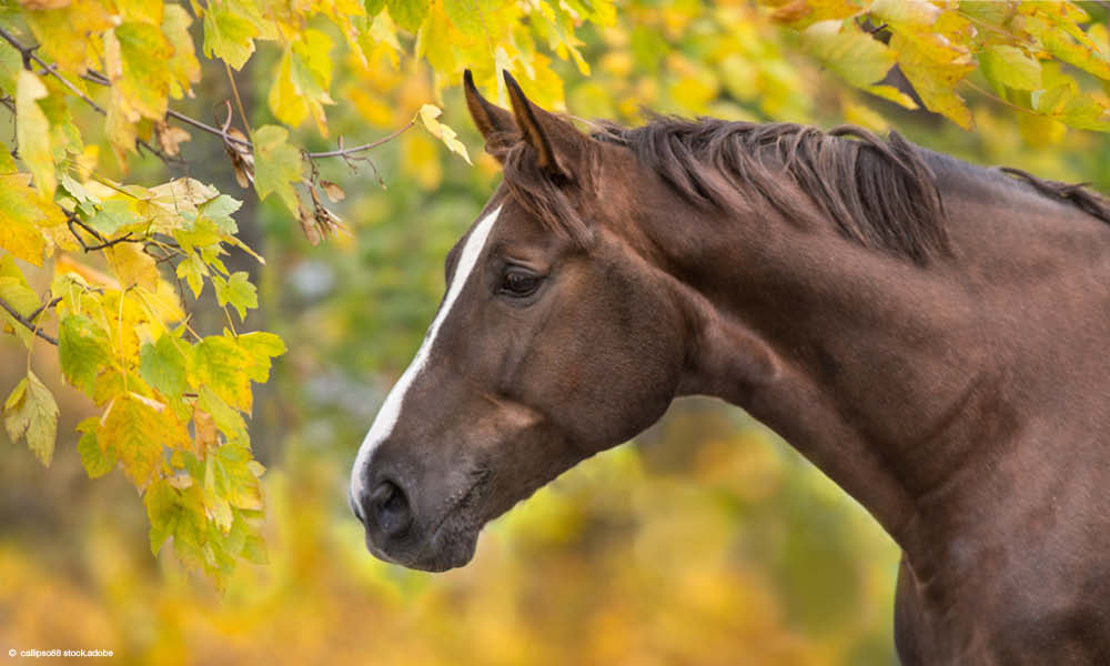 Pferde auf Herbstweide mit giftigem Bergahorn