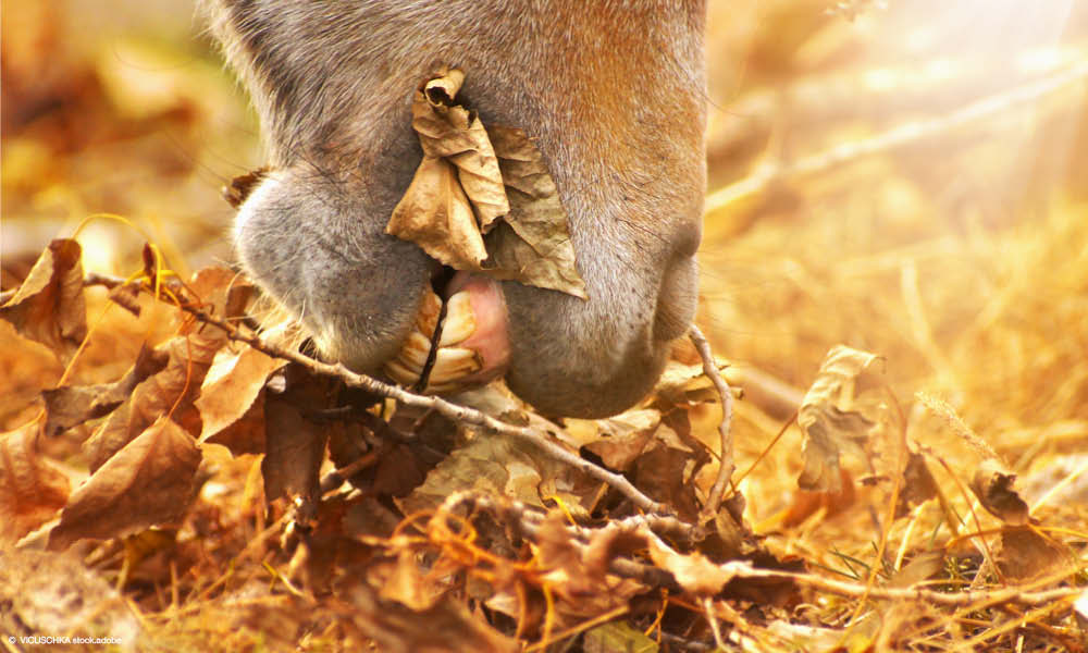 Pferd frisst auf Herbstweide