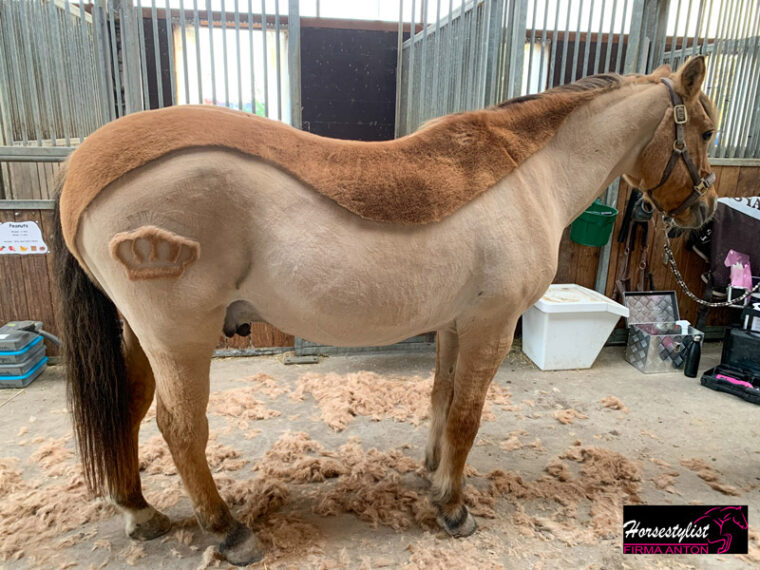 Pony mit Teilschur und Krone, an den Beinen leichter Übergang zum langen Fell an den Beinen