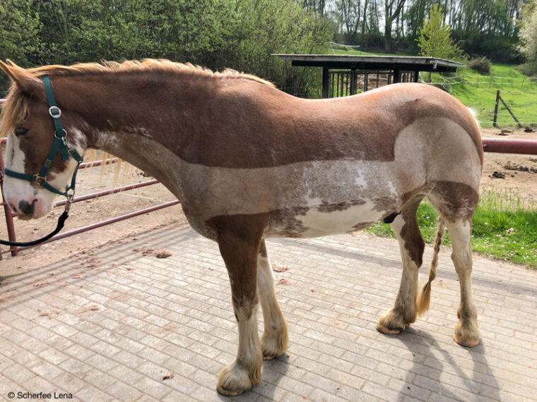 gelassenes und ruhiges Pferd beim Scheren