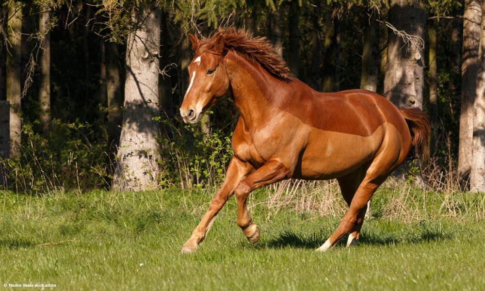 Pferd mit Chaser-Schur auf der der Weide