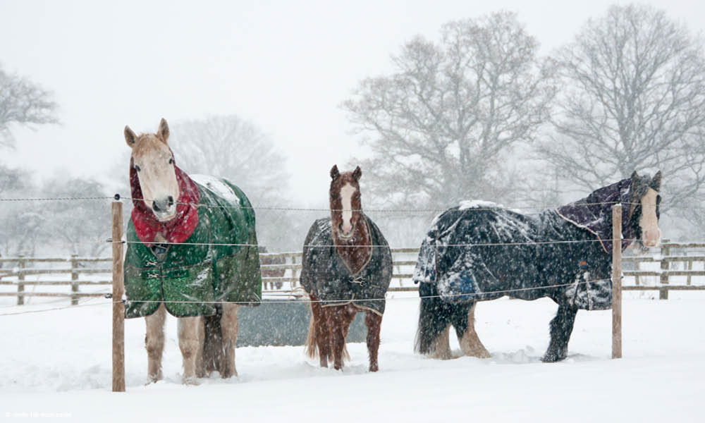 drei Pferde mit Decken im Winter