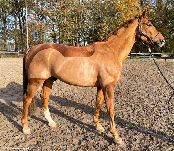 Fuchs mit Schermuster Chaser