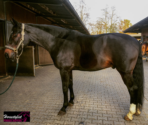 Teilschur mit Sporenschutz von horsestylist Firma Anton