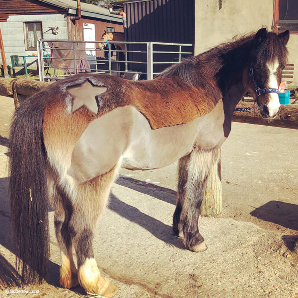 Pony mit Trace-Schur und Stern von Scherfee Lena