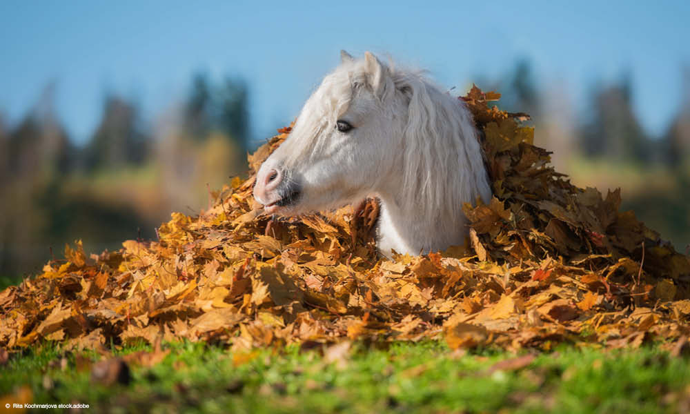 Weißes Pony im Laubhaufen auf der Herbstweide