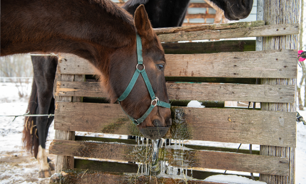 Tipps gegen Frost im Stall