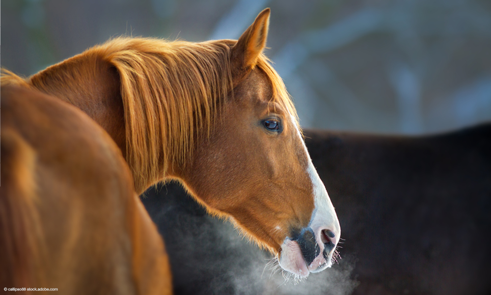 Pferd gesund im Winter