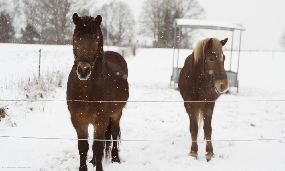 Gegen Langeweile auf dem Paddock, Pferde im Winter