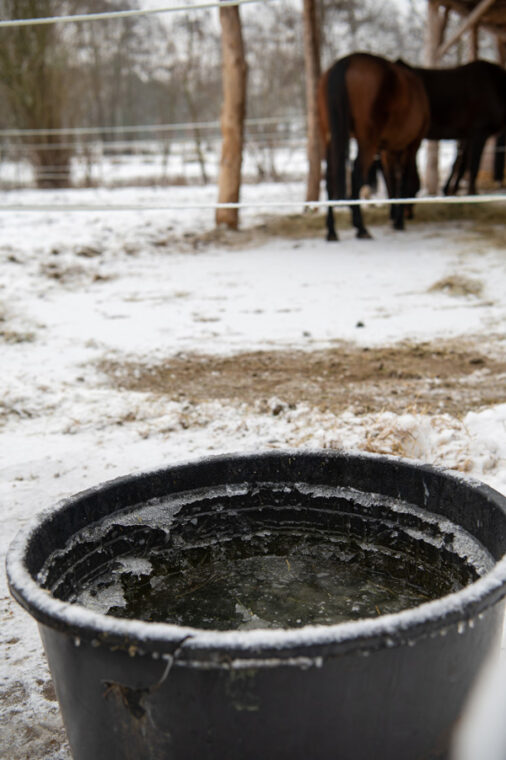 gefrorenes Wasser in Eimer auf Pferdepaddock