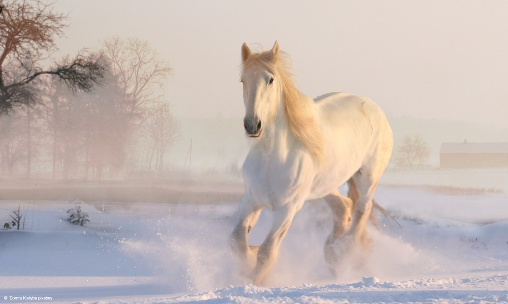 Schimmel auf schneebedeckter Weide