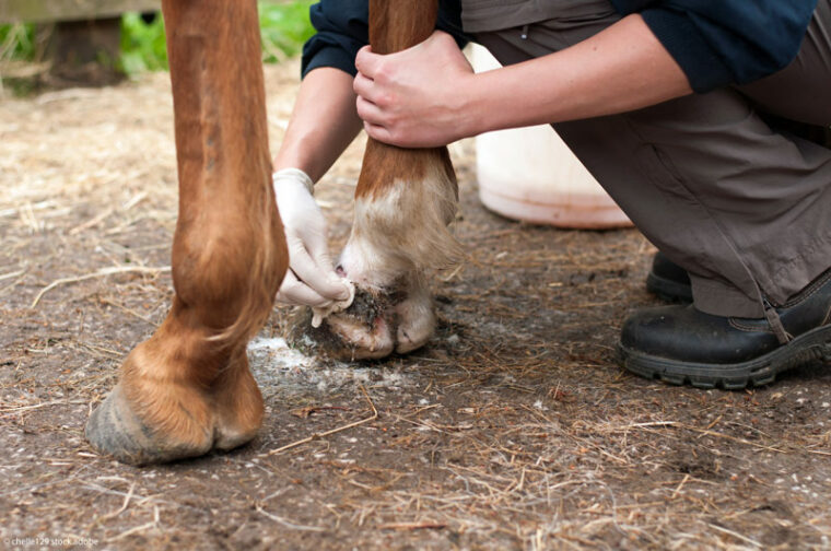 Erste Hilfe beim Pferd