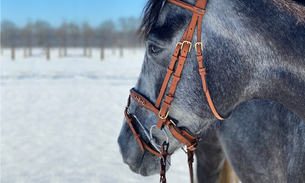 Pferd im Winter