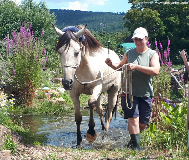 Pferd wird durch Wasser geführt im Kurs