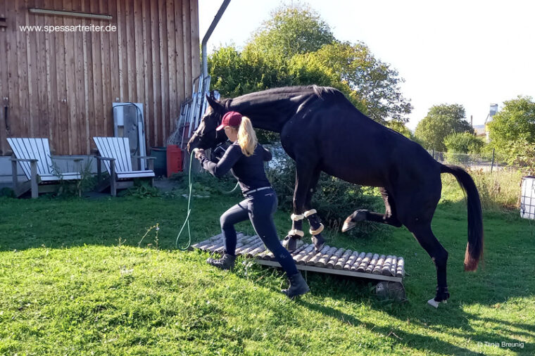 Pferd steigt ein Holzpodest auf Trailplatz