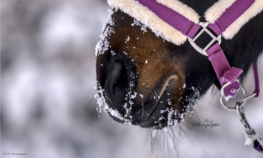 Nahaufnahme Pferd im Winter mit Schnee