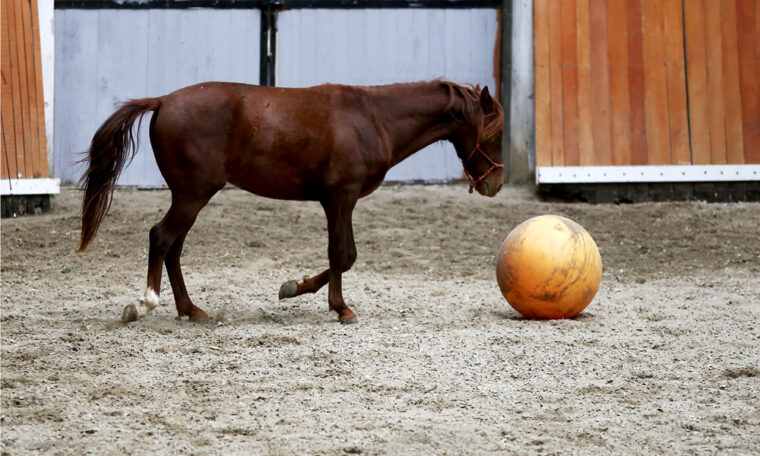 Freies Spiel mit Ball für ein Jungpferd in der Halle